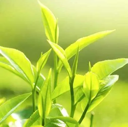 Tea Tree Organic Essential Oil 3